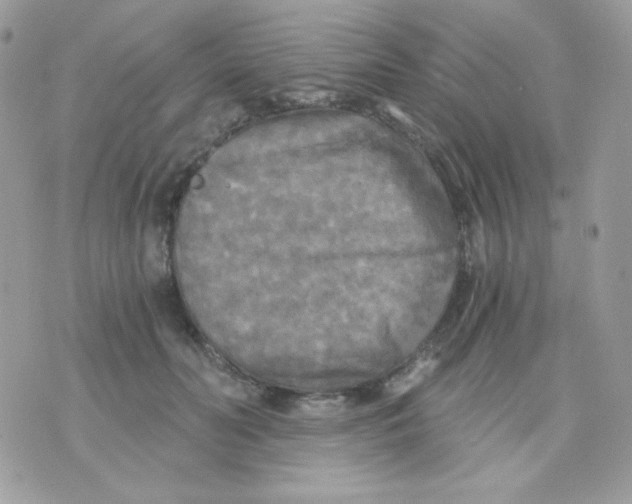 X0000071330606200607212009