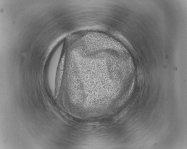 X0000071330628200607212008