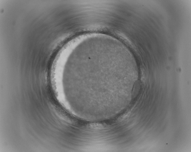 X0000071330636200607212008