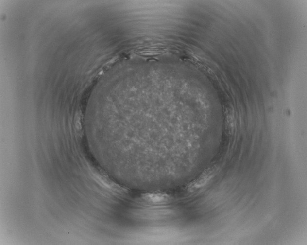 X0000071330654200607212008