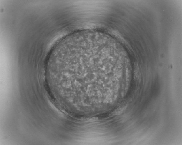 X0000071330683200607212007