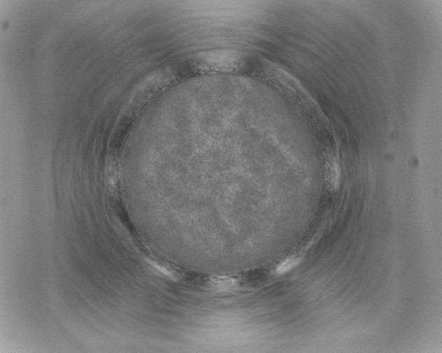 X0000071330701200607212007