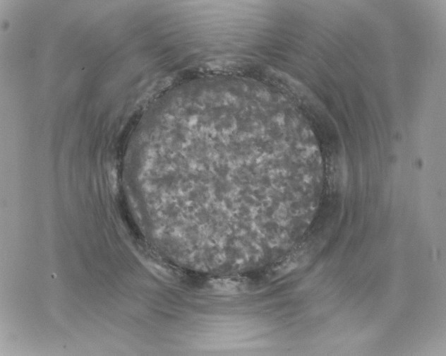 X0000071330703200607212007