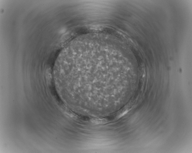 X0000071330707200607212007