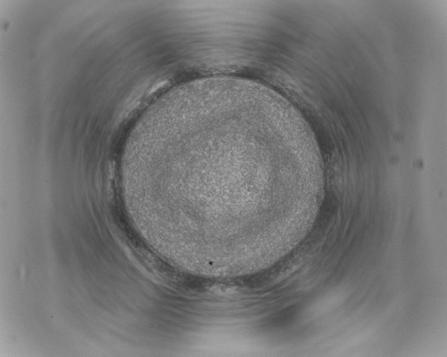 X0000071330742200607212006