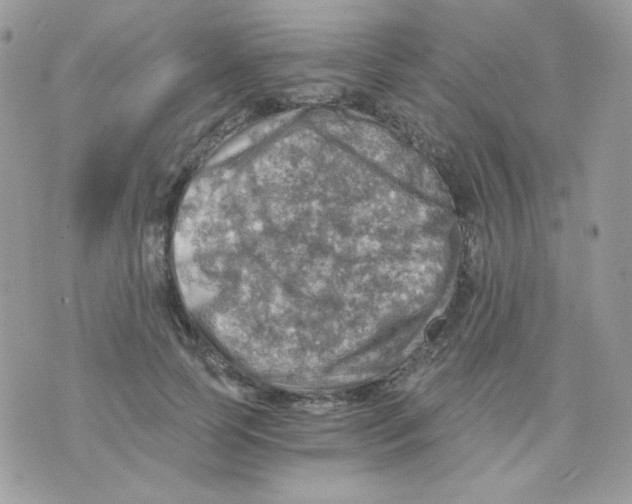 X0000071330745200607212007