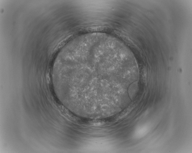 X0000071330746200607212007