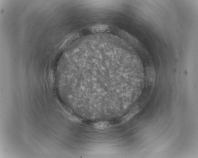 X0000071330761200607212007