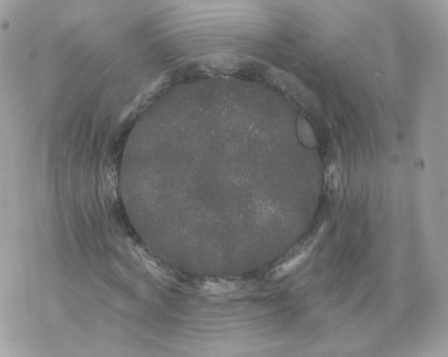 X0000071330772200607212006