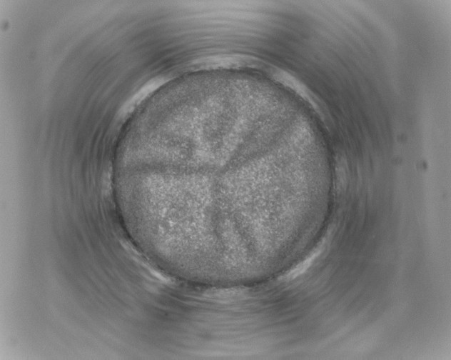 X0000071330778200607212006