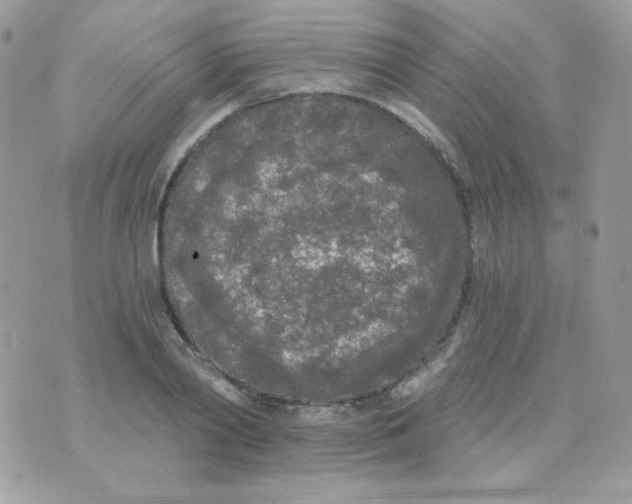 X0000071330790200607212006