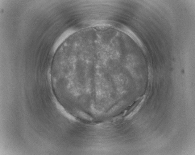 X0000071330814200607212005