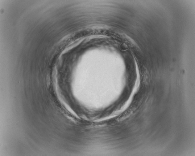 X0000071330821200607212005