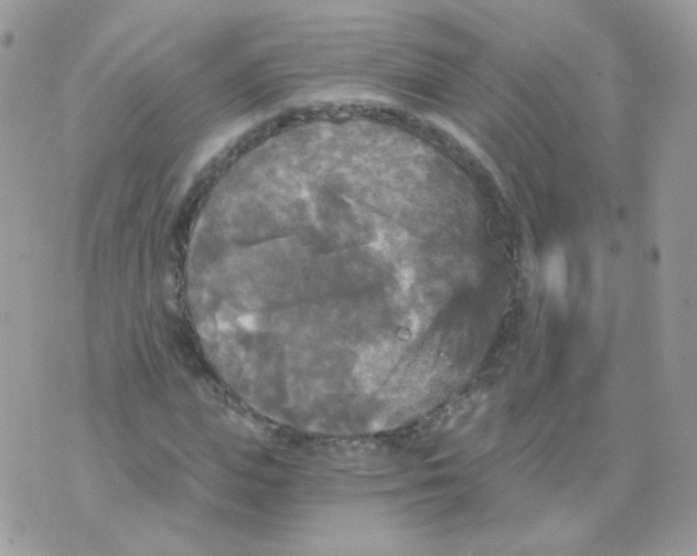 X0000071330823200607212005