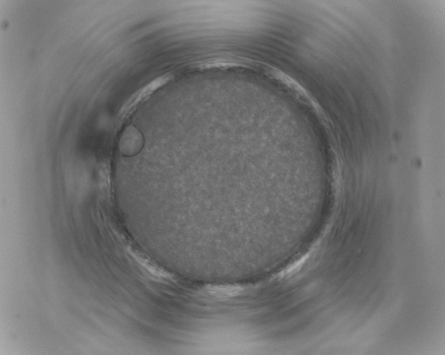 X0000071330825200607212005