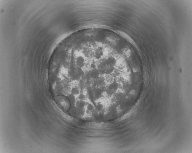 X0000071330831200607212005