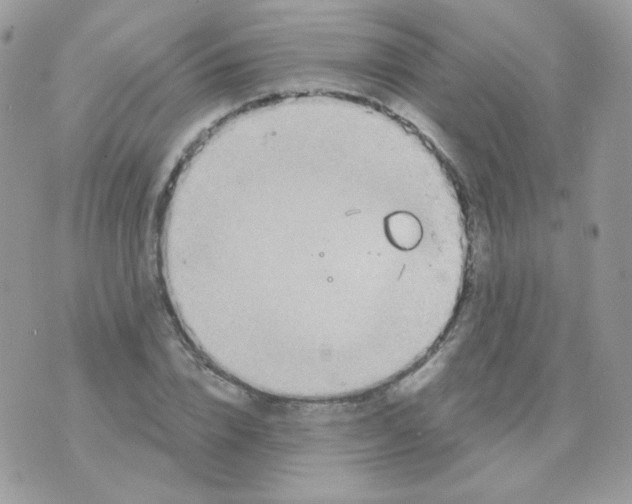 X0000071330832200607212005