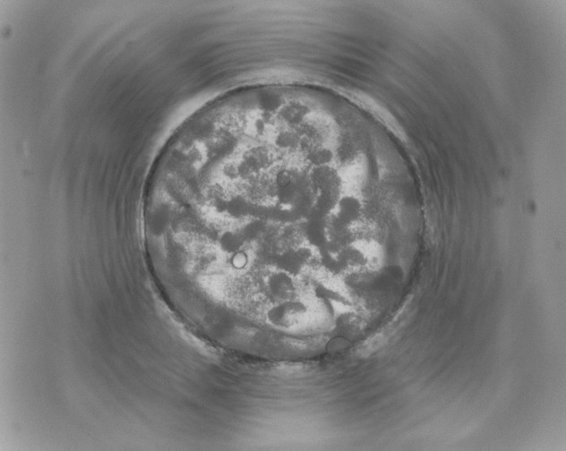 X0000071330839200607212005