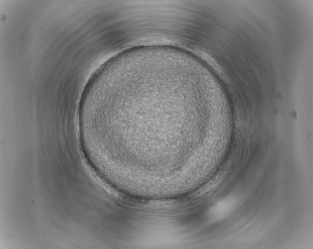 X0000071330840200607212005