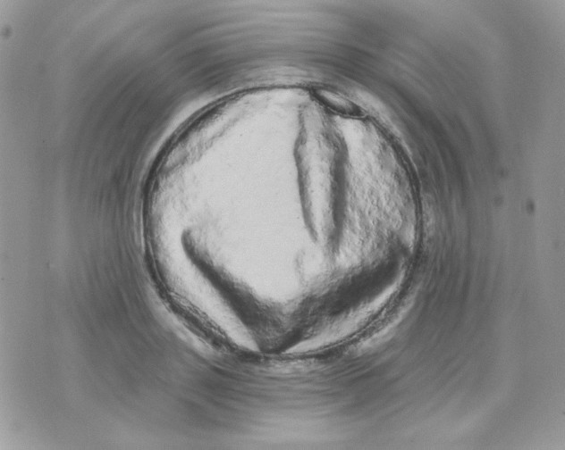 X0000071330843200607212005