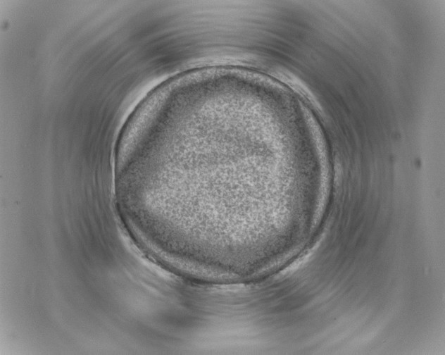 X0000071330844200607212005