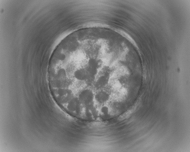 X0000071330847200607212005