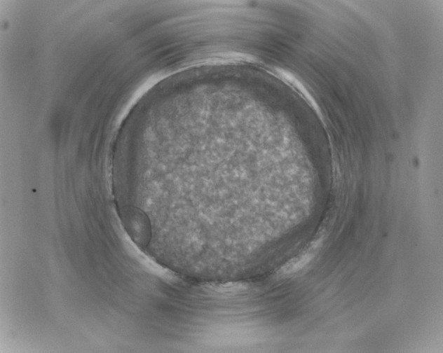 X0000071330851200607212005