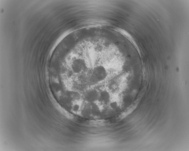 X0000071330859200607212005