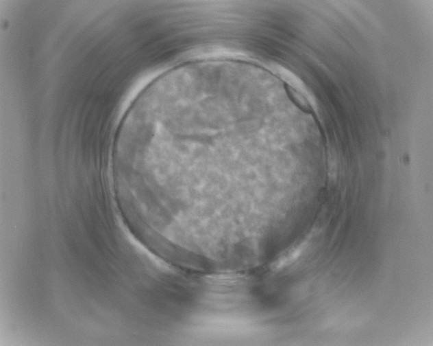 X0000071330863200607212005