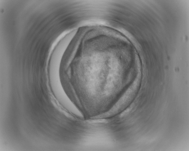 X0000071330864200607212005