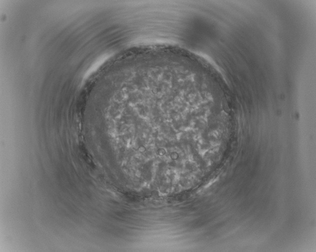 X0000071330871200607212004