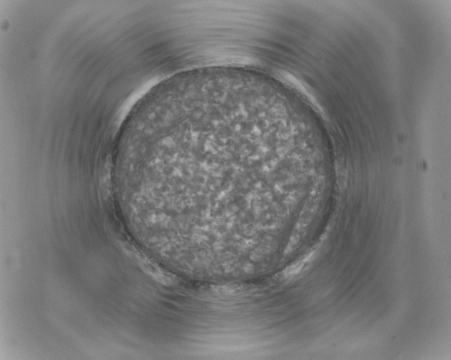 X0000071330875200607212004