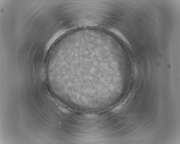 X0000071330878200607212004