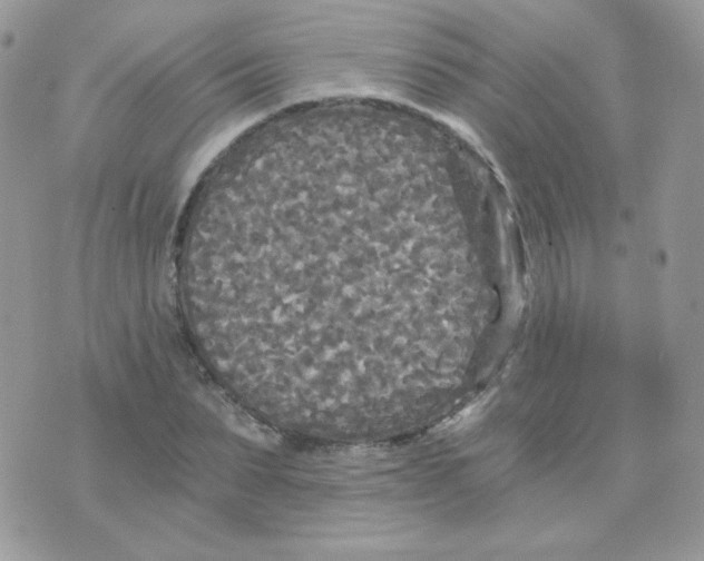 X0000071330879200607212004