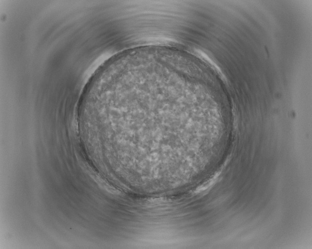 X0000071330883200607212004