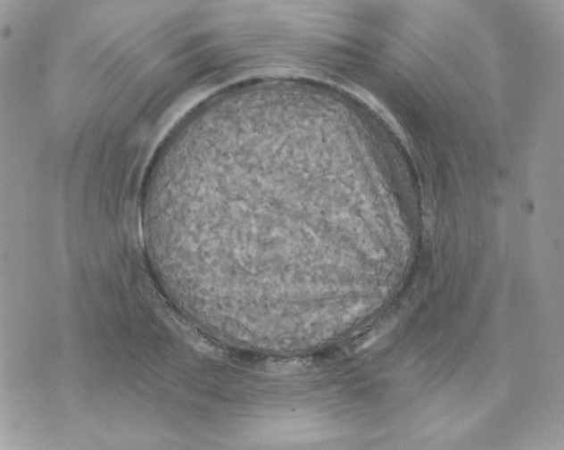 X0000071330887200607212004