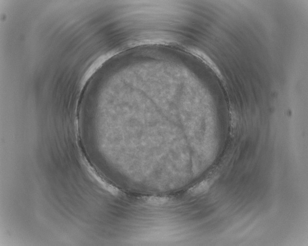 X0000071330890200607212004