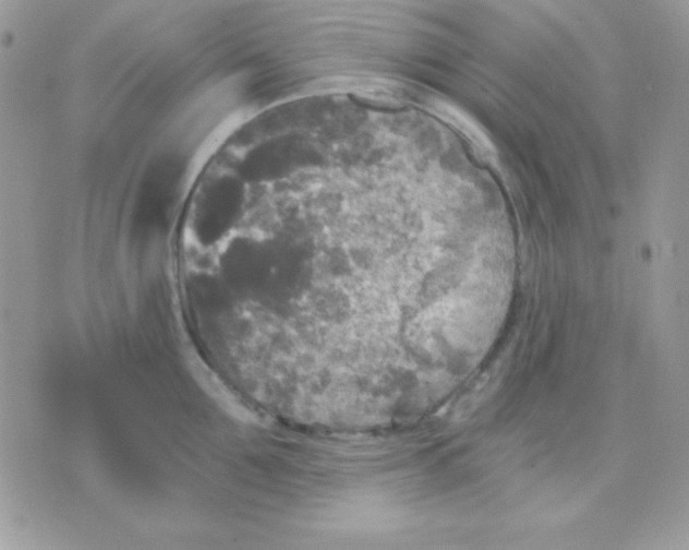 X0000071330907200607212004