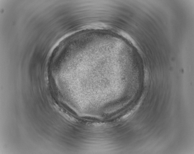 X0000071330923200607212003