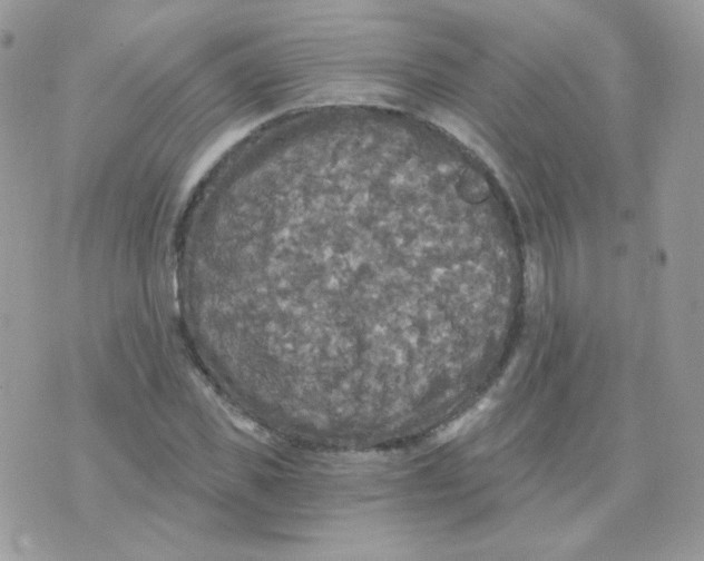 X0000071330925200607212003