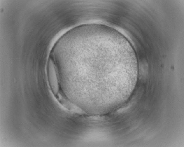 X0000071330959200607212004