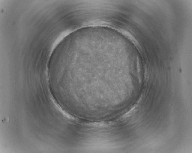 X0000071330990200607212003