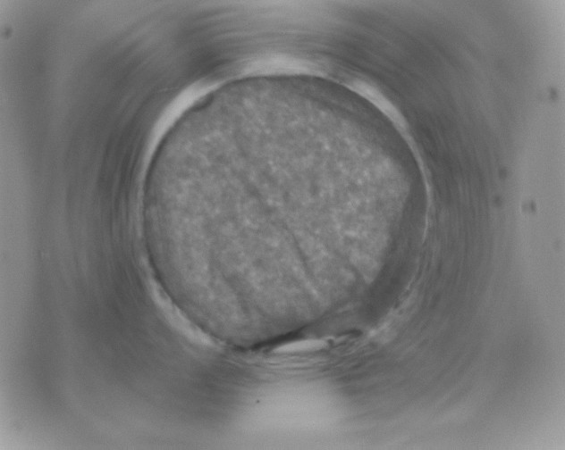 X0000071331008200607212002