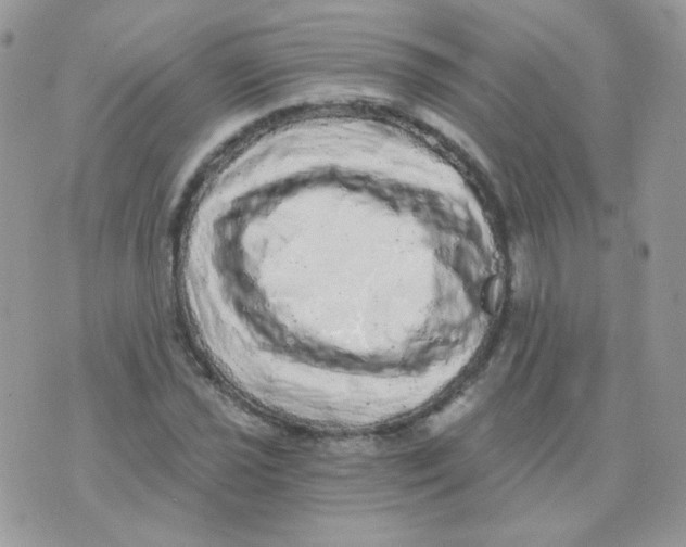 X0000071331021200607212002