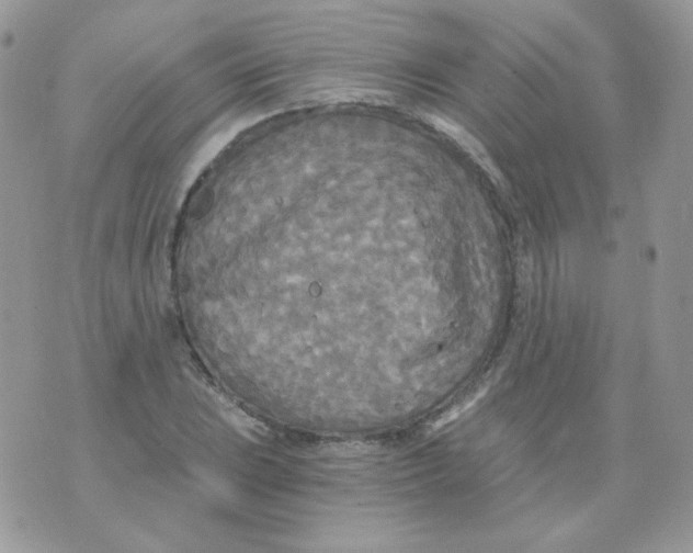 X0000071331023200607212002