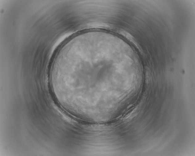 X0000071331024200607212002