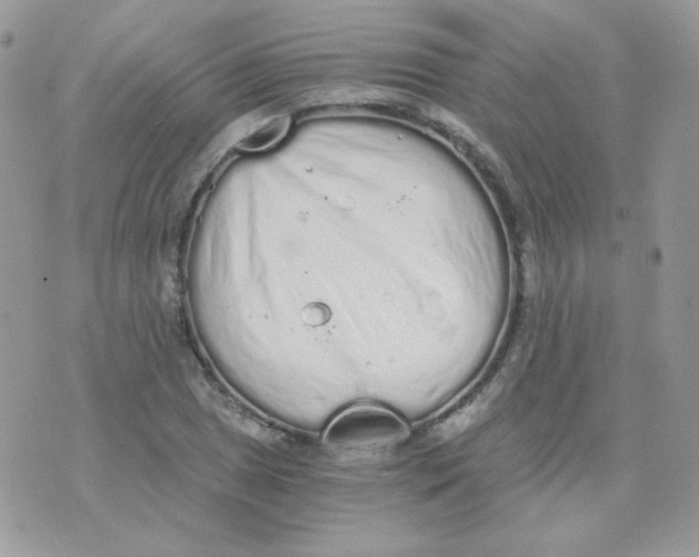 X0000071331025200607212002