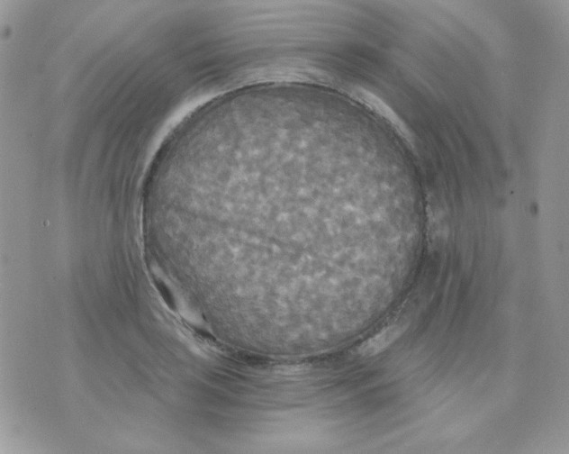 X0000071331035200607212002