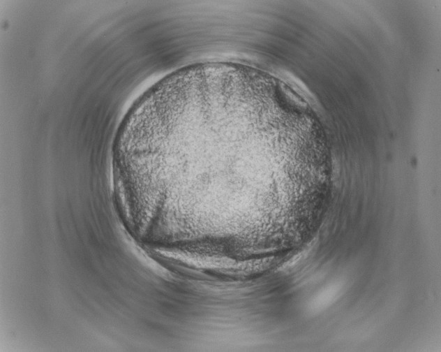 X0000071331036200607212002