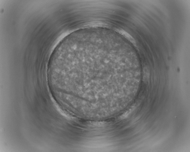 X0000071331039200607212002